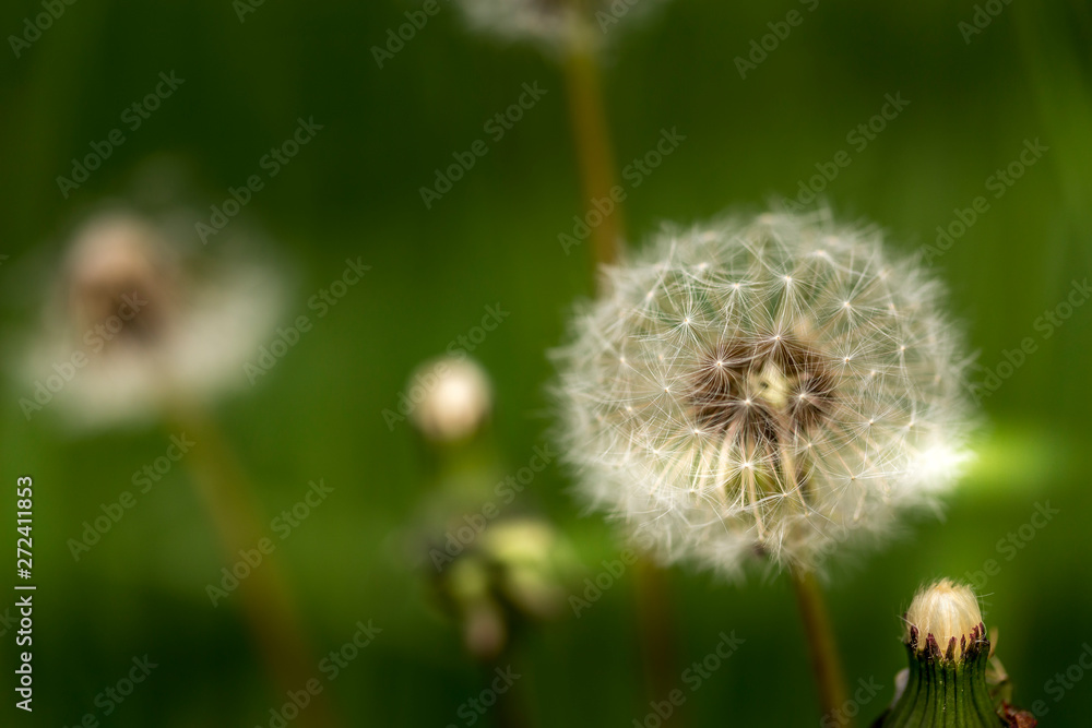 Fototapeta premium Flowers in mountains. Spring is coming