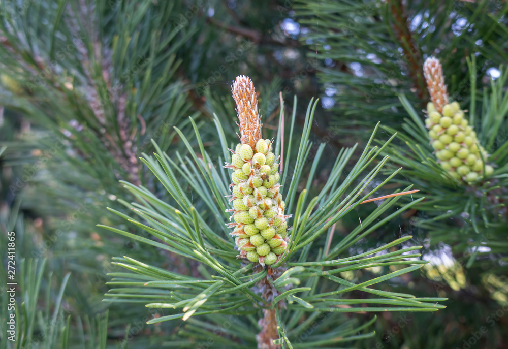 pine cone on a branch pine cone on a branch