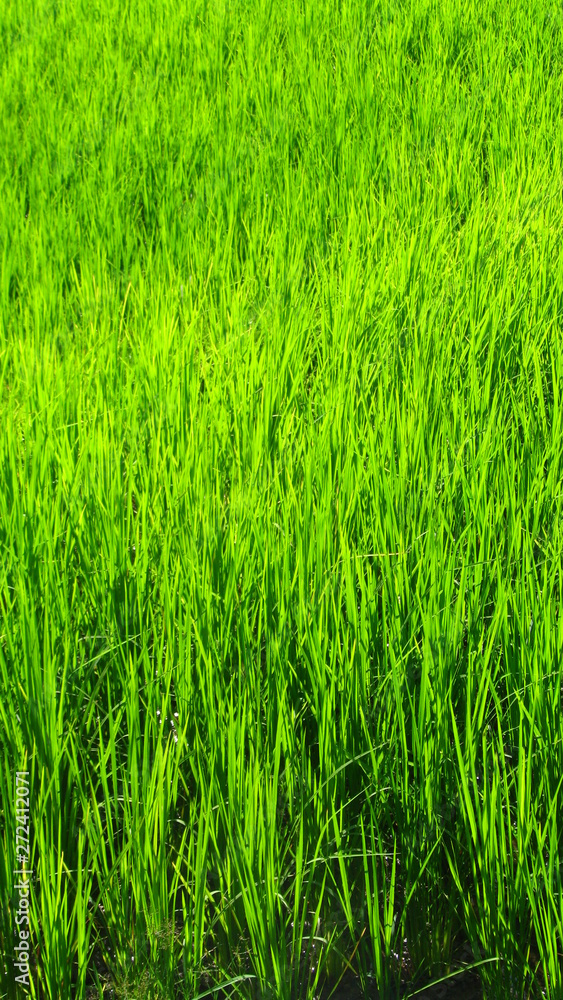 field of green grass field of green grass