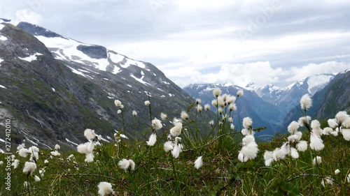 White flowers and mountains in background. Norway landscape. Norwegian national tourist scenic route Gamle Strynefjellsvegen from Grotli to Videseter photo