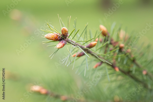 Fir buds and needles in early spring, on a blurred background