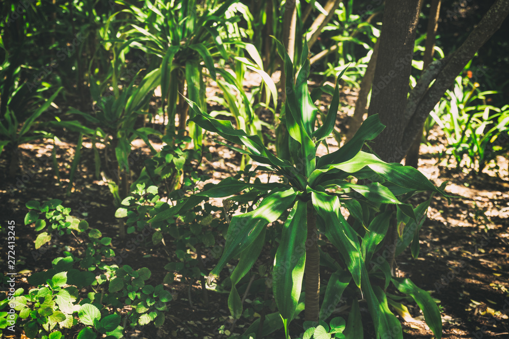 Toned foliage background image taken in botanical garden Toned foliage background image taken in botanical garden