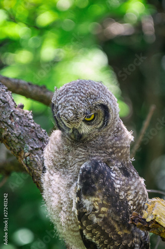 Spotted eagle owl sitting on a tree branch in Cape Town  South Africa