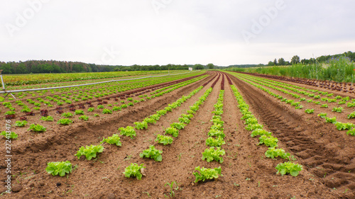 Gemüseanbau in reih und Glied im Knoblauchsland