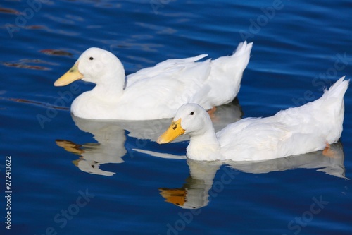 ducks in lake