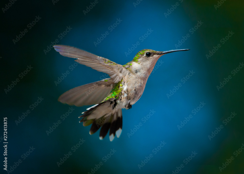 Fototapeta premium Female Ruby-throated Hummingbird during hovering flight.