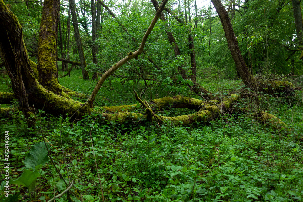 Puszcza stary las zielony stare drzewa mokradła - obrazy, fototapety, plakaty 
