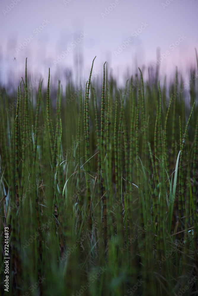 Horsetail.