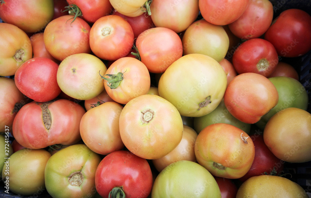 fresh and organic tomatoes. background vegetables. fresh and organic tomatoes. background vegetables.