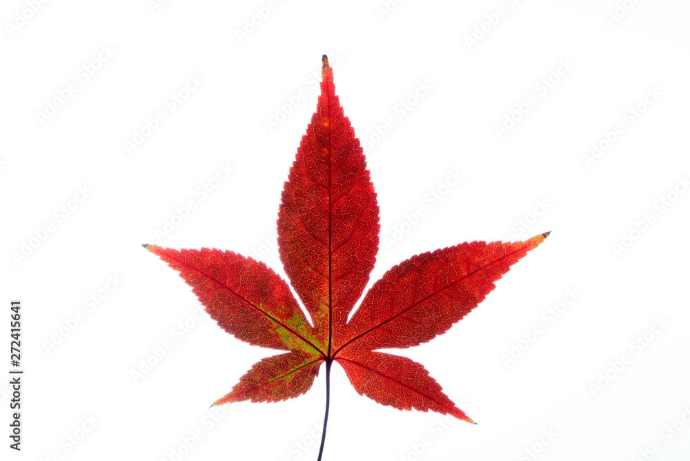 Isolated image of a red autumn/fall leaf back-lit to show veins on a white background Isolated image of a red autumn/fall leaf back-lit to show veins on a white background