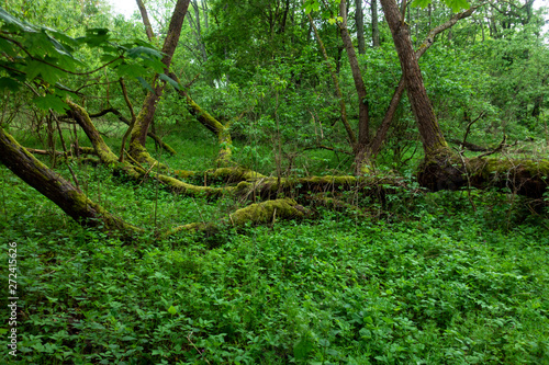 Puszcza stary las zielony stare drzewa mokradła