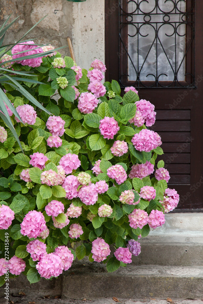 Hydrangea bushes by house door. Bushes is pink, blue, lilac, purple. Flowers are blooming in street in spring and summer outdoor.