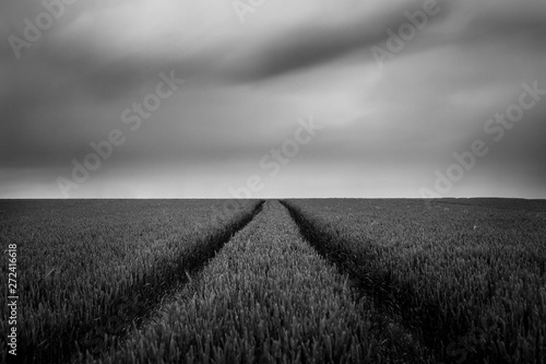 Moments Before the Rain drops... - Belgium Menen - Long Exposure black and white photo of a wheat field in Flanders Fields