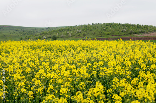 Blooming yellow rape field. Rapeseed blossoms, Canola field © perminoffa