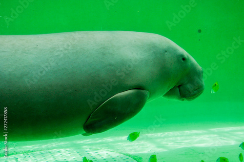 Smiling dugong swimming slowly underwater