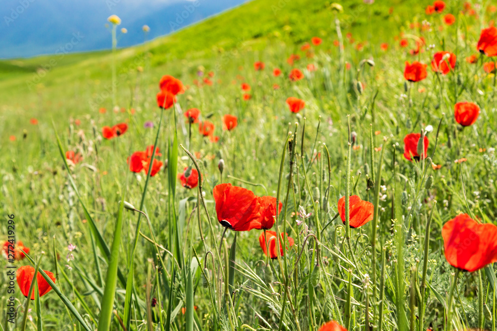 Obraz premium Maki Piękna kwitnąca łąka maków w promieniach zachodzącego słońca.