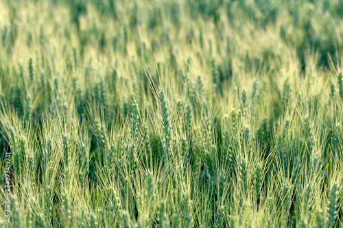 Wheat  oat  rye  barley - unripe agricultural field