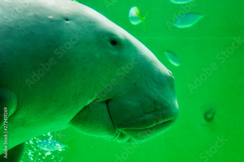 Smiling dugong swimming slowly underwater
