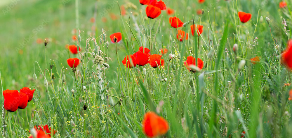 Poppies Beautiful flowering meadow of poppies in the rays of the setting sun.