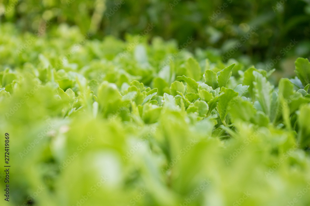 Green leaves natural background. Sunny summer field. Green leaves natural background. Sunny summer field.