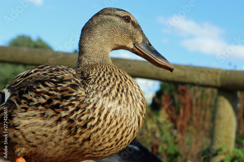 Canvas Print Mallard duck close up