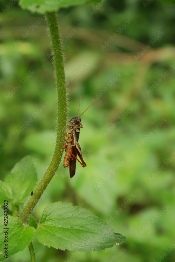 Cricket on a tree trunk with green leaves background Cricket on a tree trunk with green leaves background