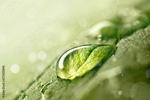 Large beautiful drop of transparent rain water on green leaf macro. Drops of dew in morning glow in sun. Beautiful leaf texture in nature. Natural background, copy space.