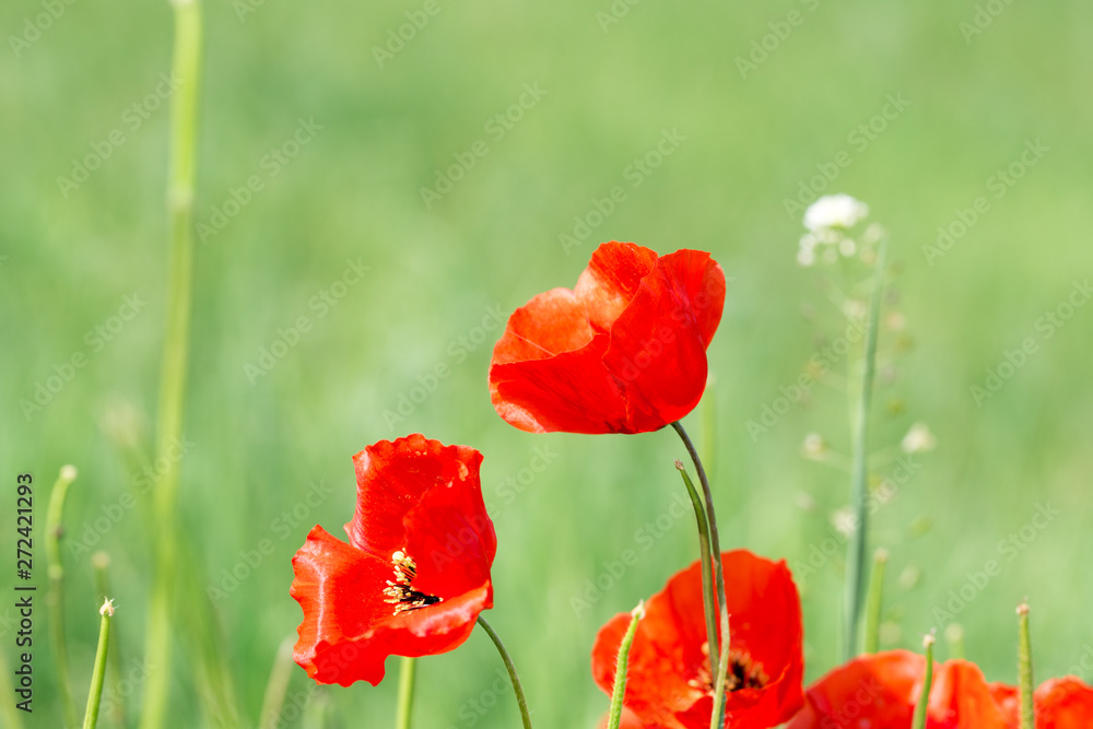 Poppies Beautiful flowering meadow of poppies in the rays of the setting sun. Poppies Beautiful flowering meadow of poppies in the rays of the setting sun.