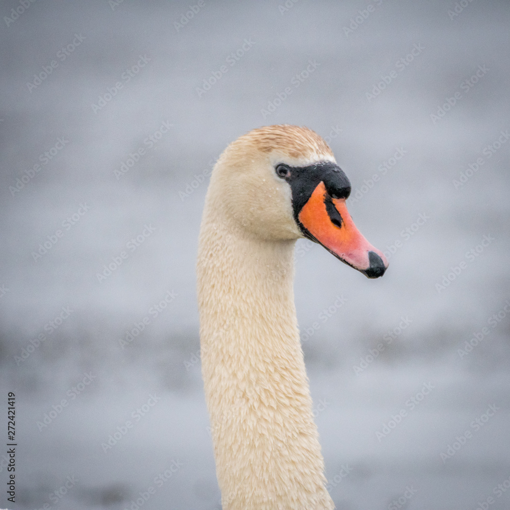 Obraz premium Isolated single close up portrait of a Mute Swan in the wild- Danube Delta Romania