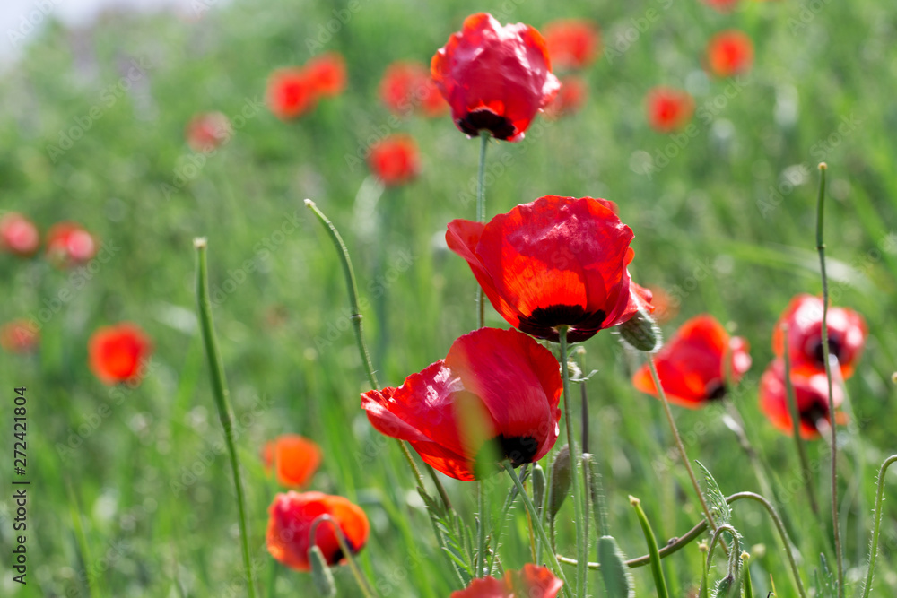 Naklejka premium Poppies Beautiful flowering meadow of poppies in the rays of the setting sun.