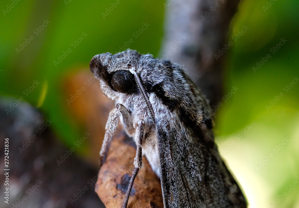 Closeup of Moth Closeup of Moth