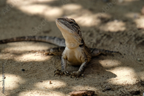 Bearded Dragon Lizard