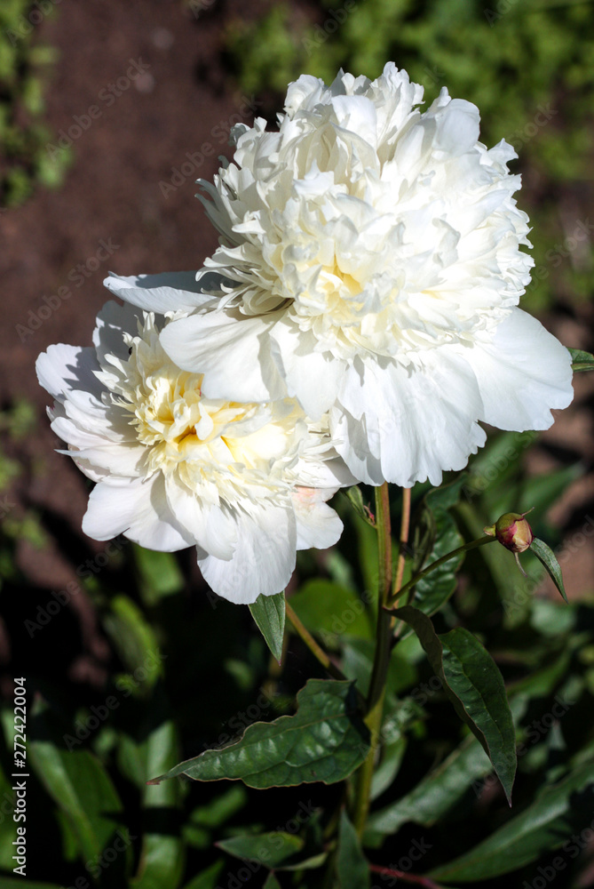 beautiful flowers in nature in the botanical garden