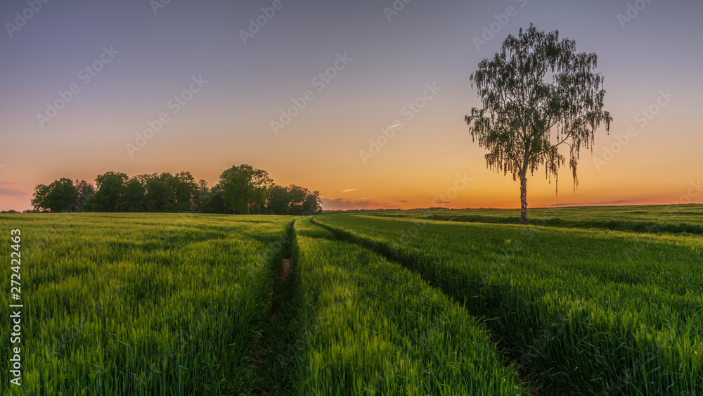 Obraz premium Lone Tree