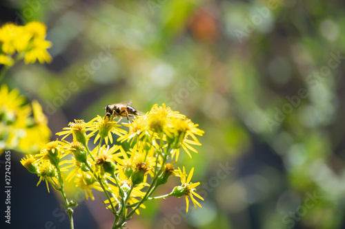 working bee © samuel