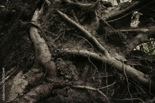 dark tree roots horror background
