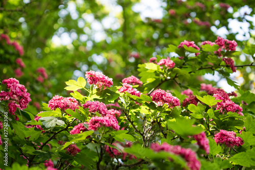 Wallpaper Mural Beautiful small pink flowers on the tree. Blooming summer background. Torontodigital.ca