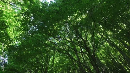 Veduta in 4k di un Bosco di castagni in estate