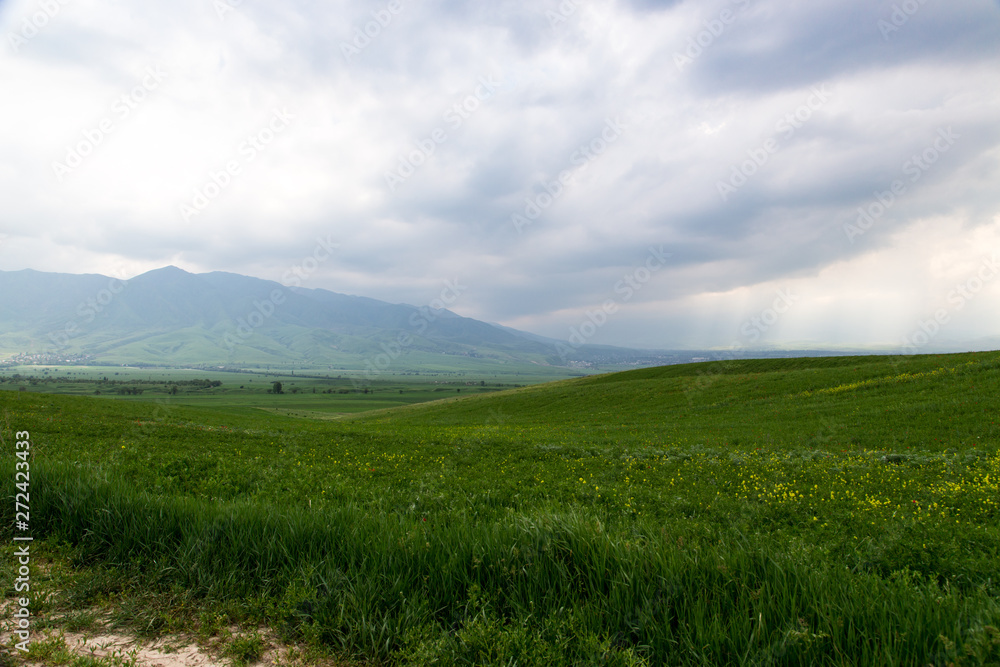 Fototapeta premium Beautiful spring and summer landscape. Lush green hills, high mountains. Bright green grass. Spring flowering grass.