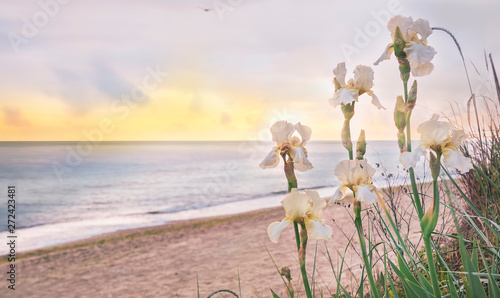 Fototapeta Naklejka Na Ścianę i Meble -  Seascape in the early morning. Flowers wild irises on the beach. 