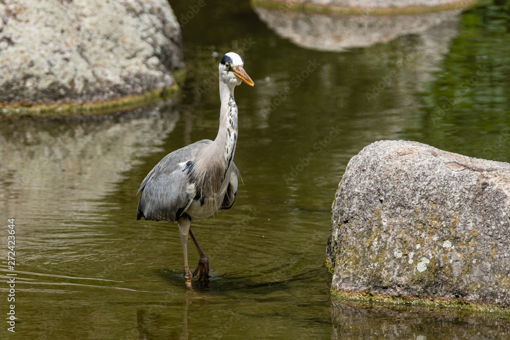 Naklejka premium Héron dans l'eau