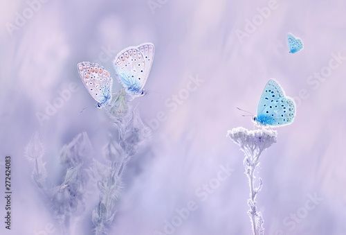 Little blue butterfly bluehead on a yarrow flower in a meadow. Artistic tender photo.