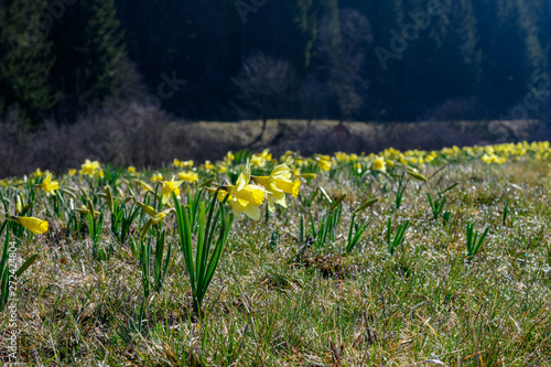 Photos wilde Narzissen
