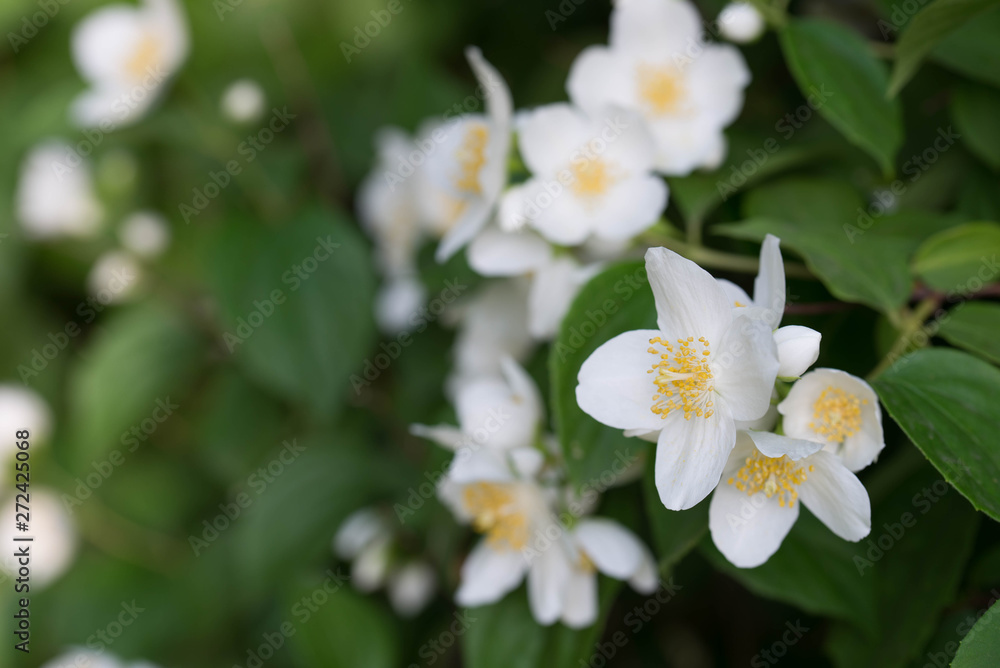 Fototapeta premium Philadelphus coronarius (sweet mock-orange, English dogwood) white flowers