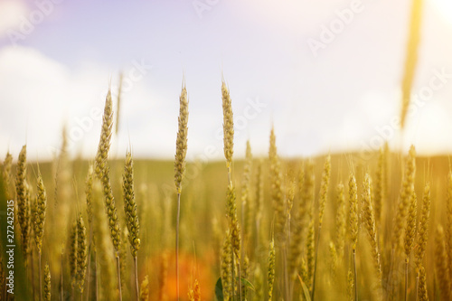 Yellow grass in the summer field in the warm sunlight natural background