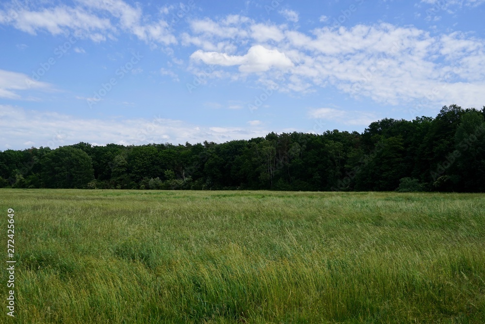 Wiese und Wald im Erpetal