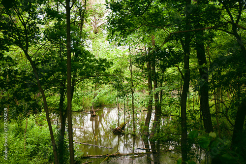 Swamp in wild forest, wetland natural landscape.