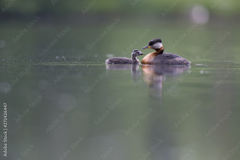 A adult red-necked grebe (Podiceps grisegena) swimming with its young in a city pond in the capital city of Berlin Germany. A adult red-necked grebe (Podiceps grisegena) swimming with its young in a city pond in the capital city of Berlin Germany.