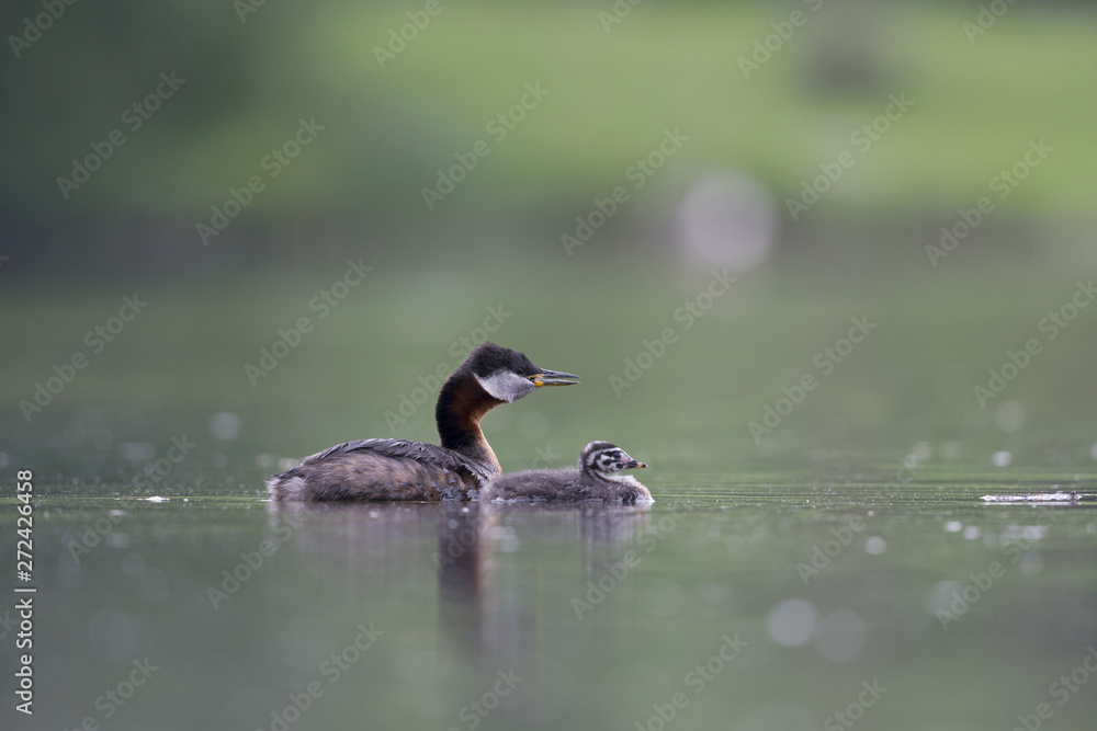 A adult red-necked grebe (Podiceps grisegena) swimming with its young in a city pond in the capital city of Berlin Germany. A adult red-necked grebe (Podiceps grisegena) swimming with its young in a city pond in the capital city of Berlin Germany.