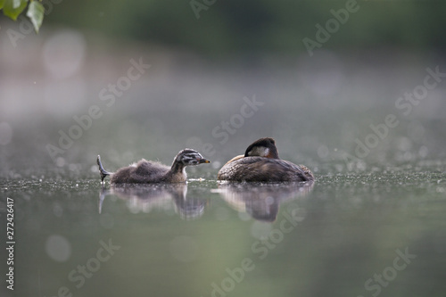A adult red-necked grebe  Podiceps grisegena  swimming with its young in a city pond in the capital city of Berlin Germany.